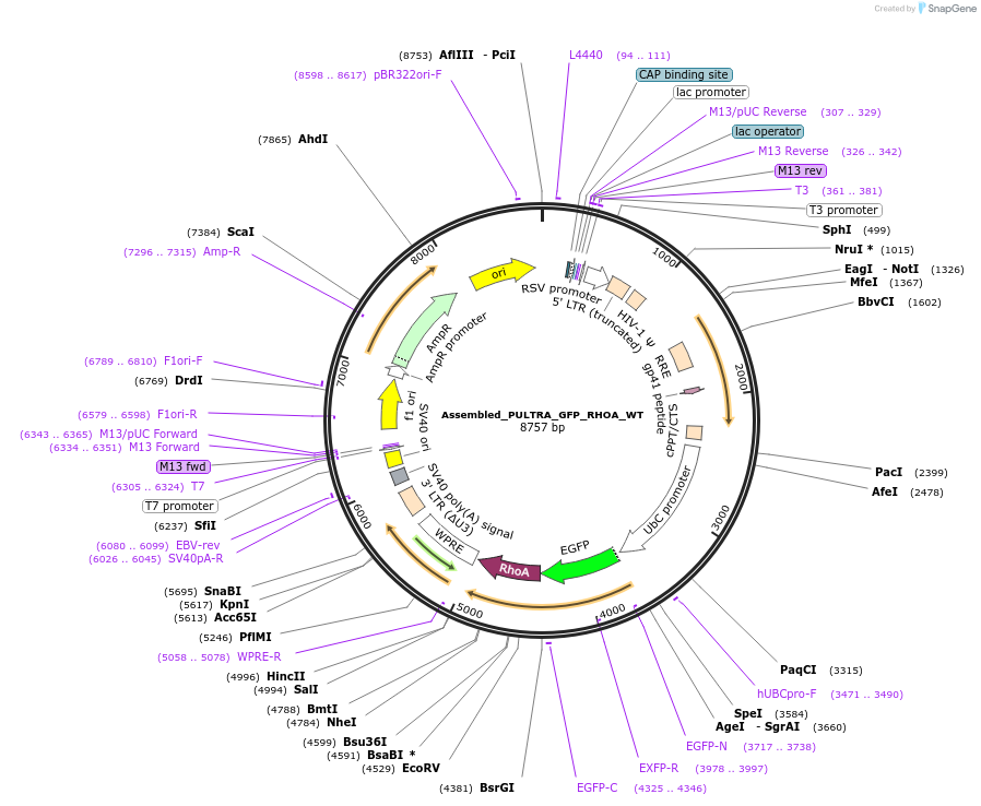 252256-plasmid-map-sequence-id-501010