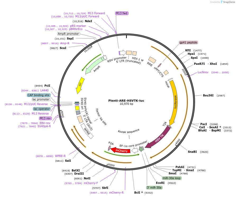 161789-plasmid-map-sequence-id-501011