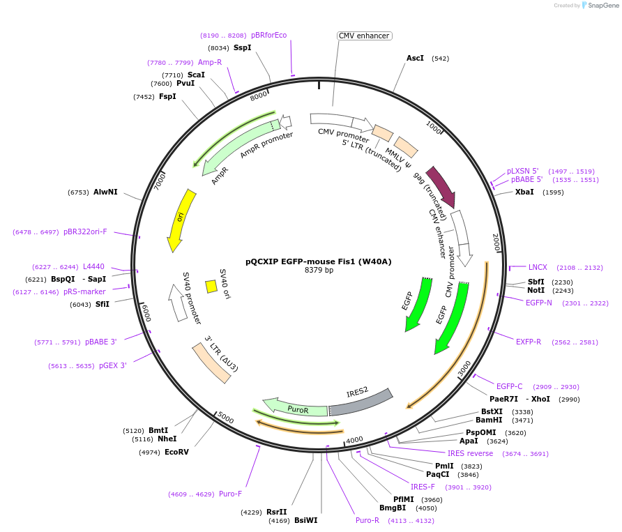 252263-plasmid-map-sequence-id-501054