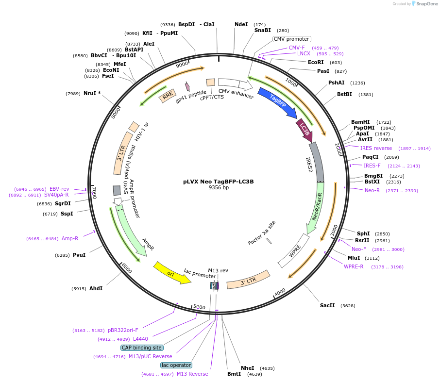 250866-plasmid-map-sequence-id-501095