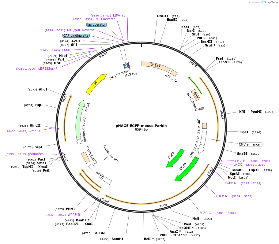 252269-plasmid-map-sequence-id-501099