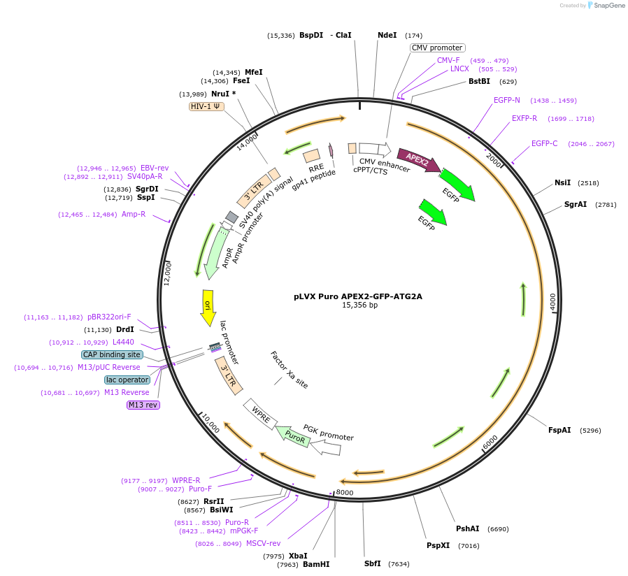250864-plasmid-map-sequence-id-501101