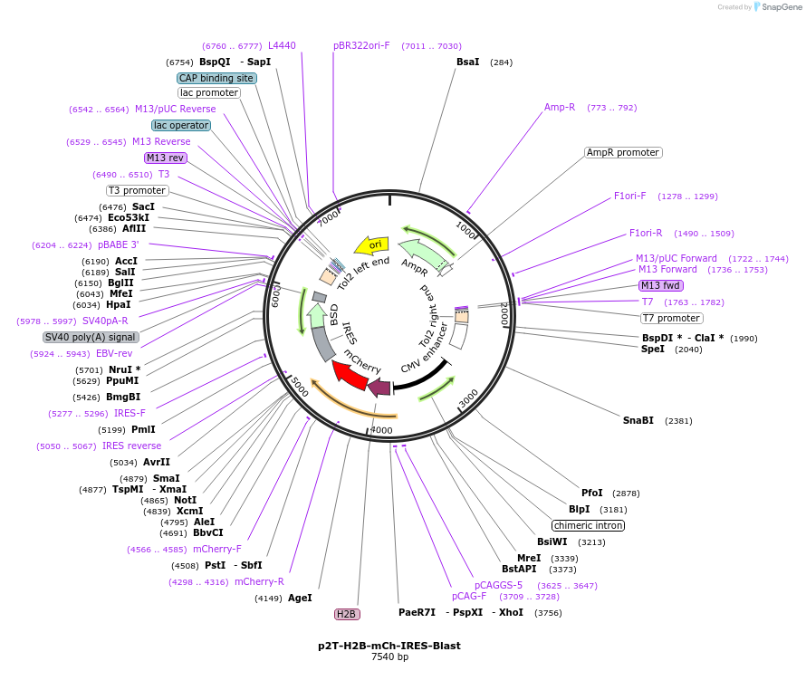 240803-plasmid-map-sequence-id-501186
