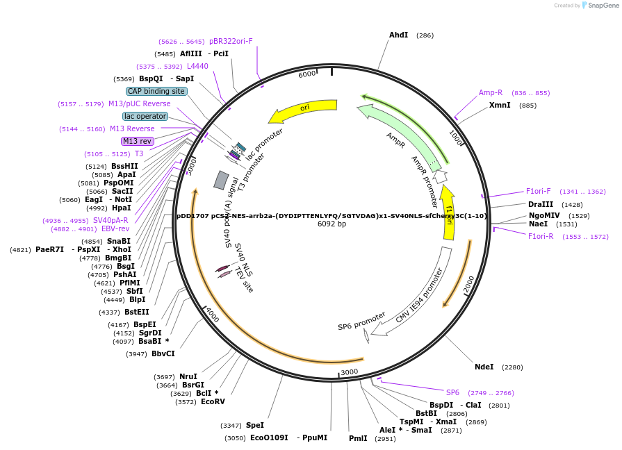 251768-plasmid-map-sequence-id-501206