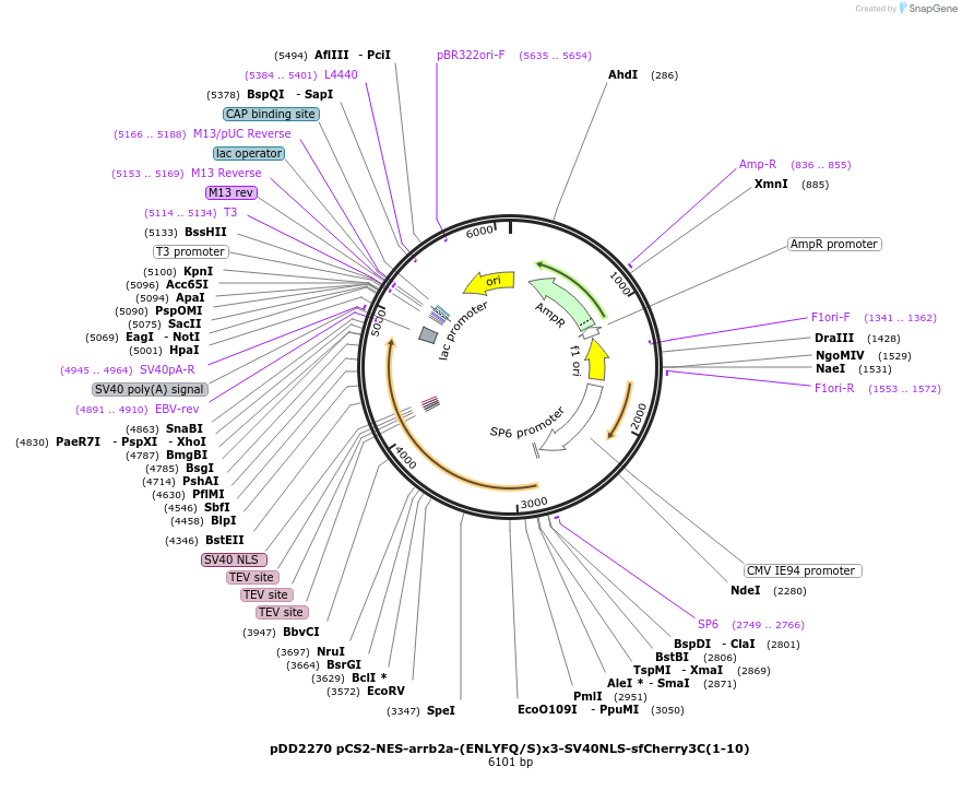 251767-plasmid-map-sequence-id-501208