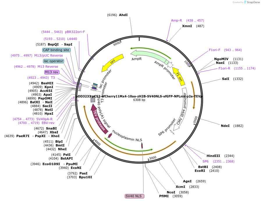 251771-plasmid-map-sequence-id-501223