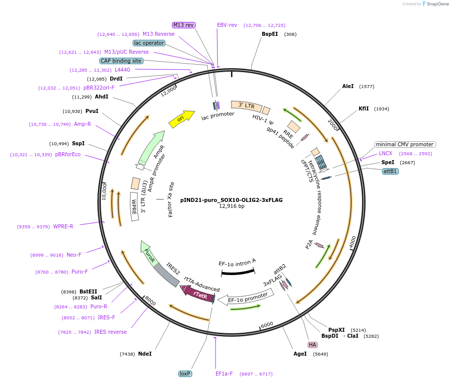 250321-plasmid-map-sequence-id-501229