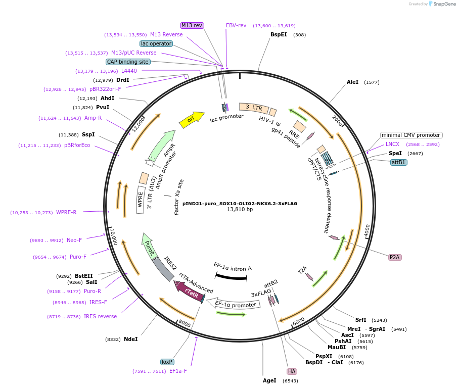 250320-plasmid-map-sequence-id-501231