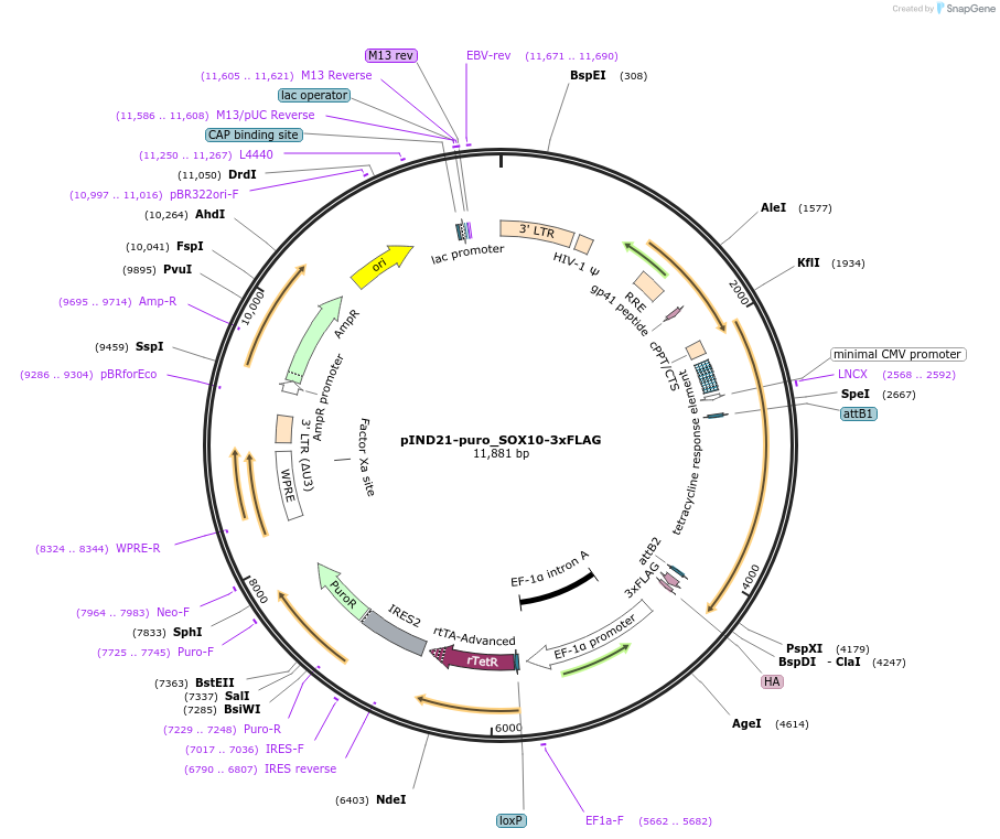 250322-plasmid-map-sequence-id-501233