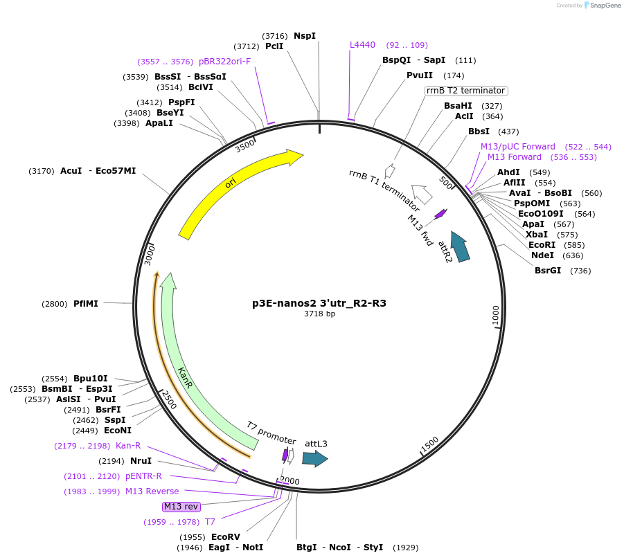 226799-plasmid-map-sequence-id-501269