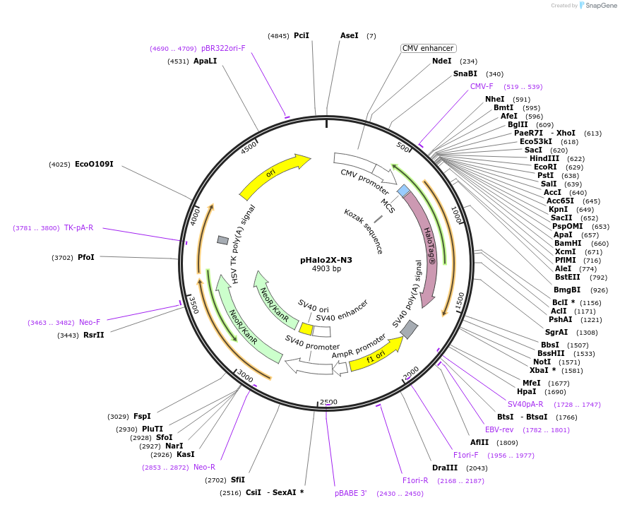 251420-plasmid-map-sequence-id-501387