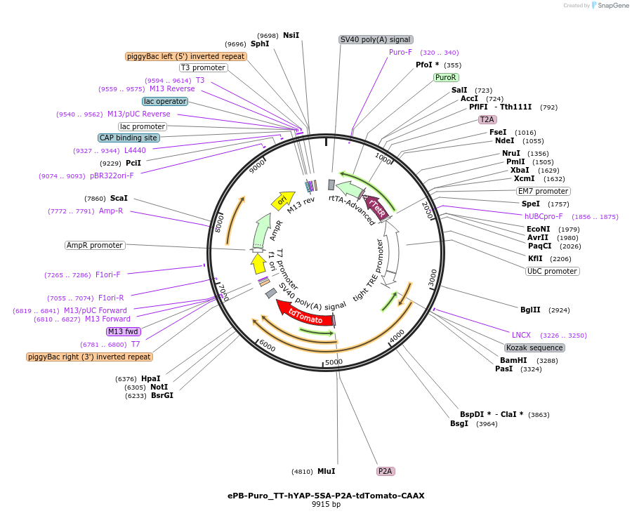 252251-plasmid-map-sequence-id-501412