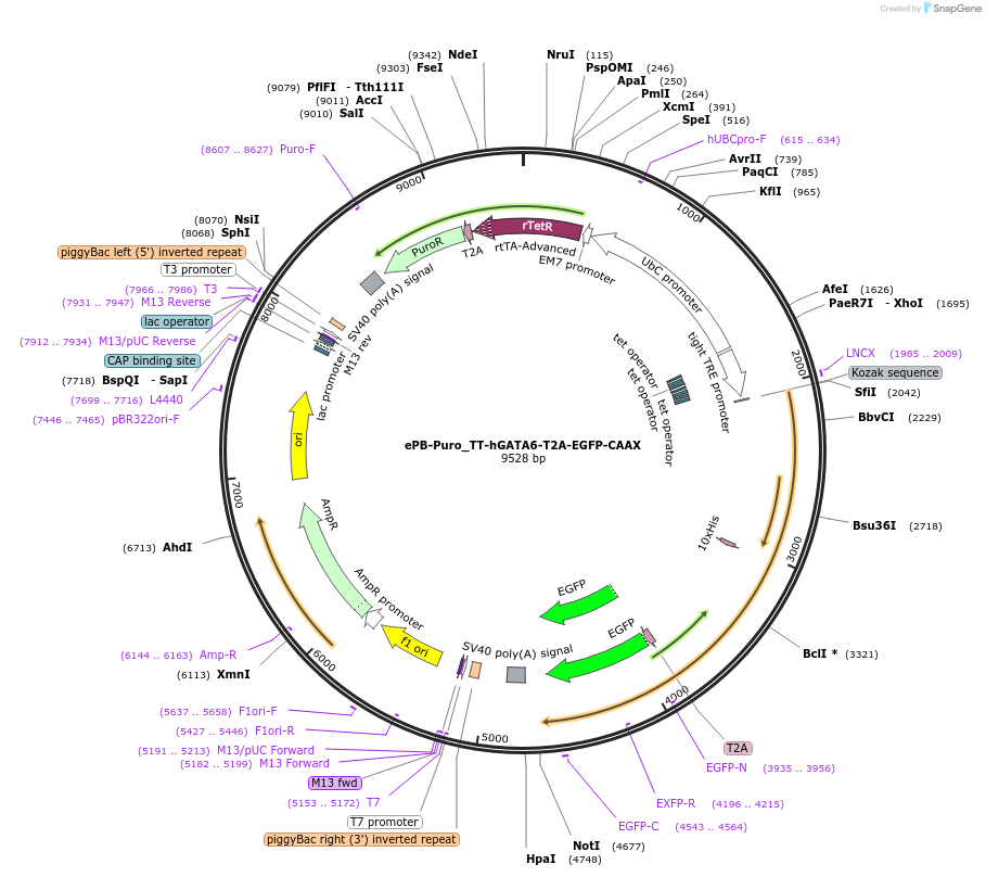 252248-plasmid-map-sequence-id-501414
