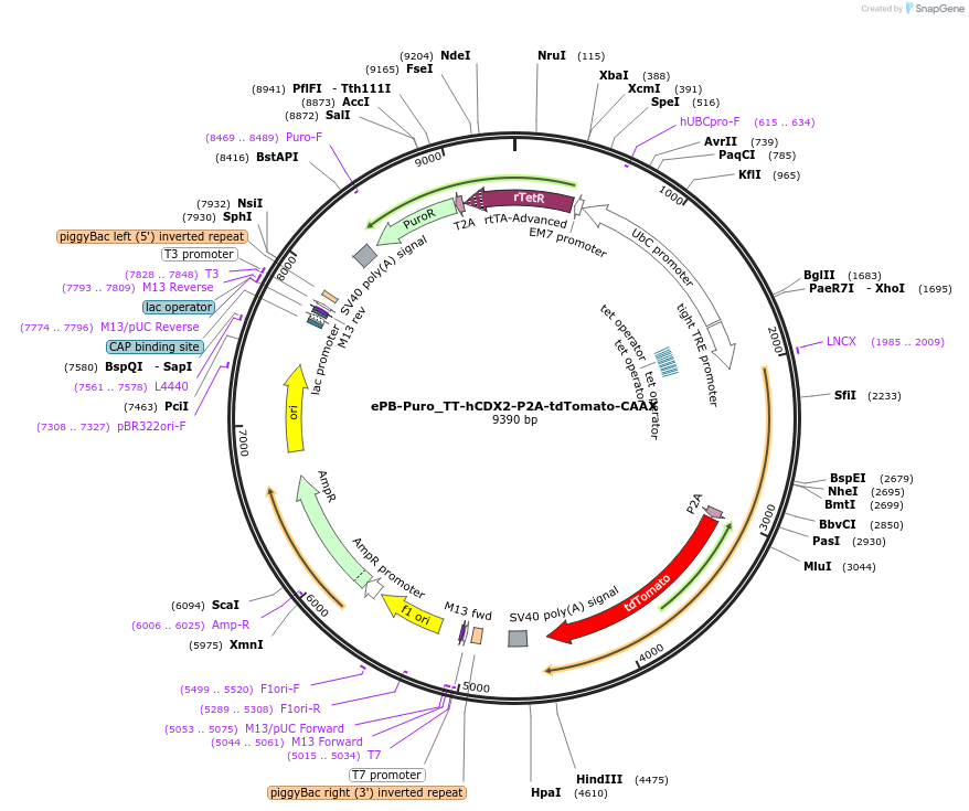 252249-plasmid-map-sequence-id-501415