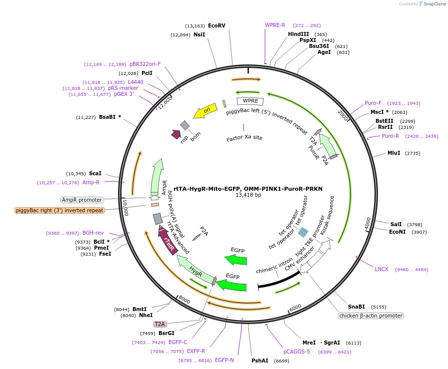 252080-plasmid-map-sequence-id-501416