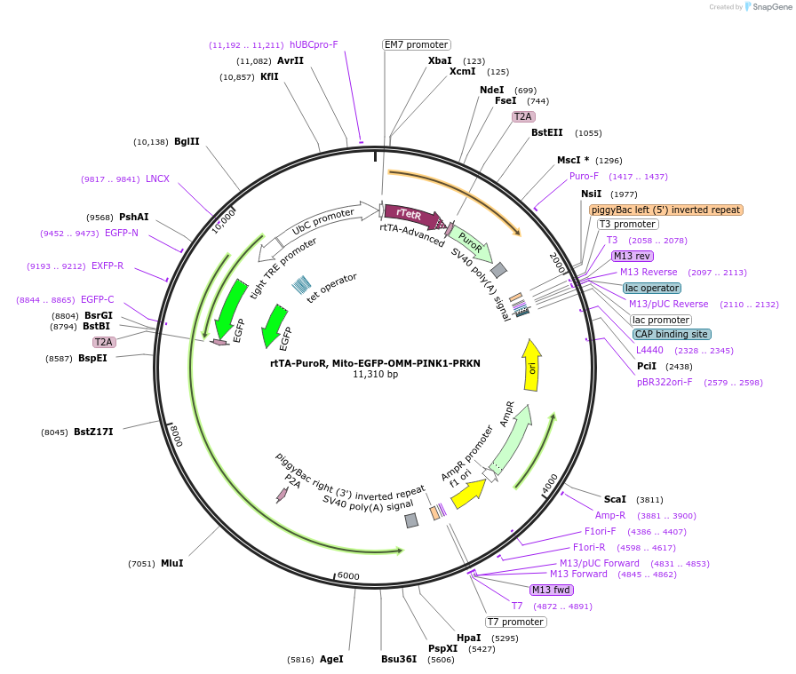 252078-plasmid-map-sequence-id-501417