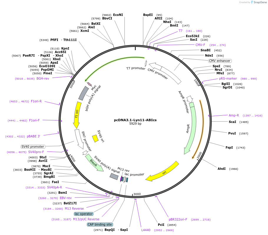 250692-plasmid-map-sequence-id-501461