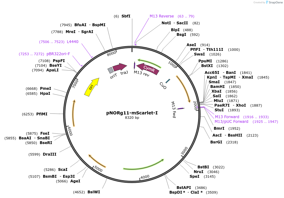 249341-plasmid-map-sequence-id-501464