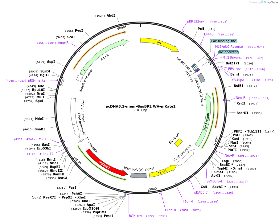 250684-plasmid-map-sequence-id-501474