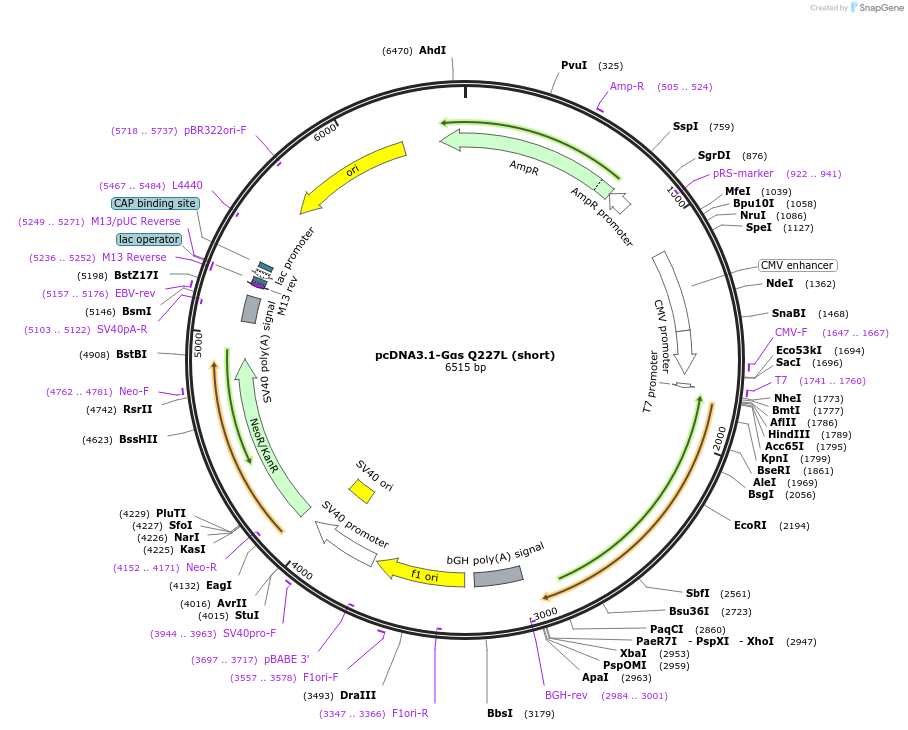250709-plasmid-map-sequence-id-501481
