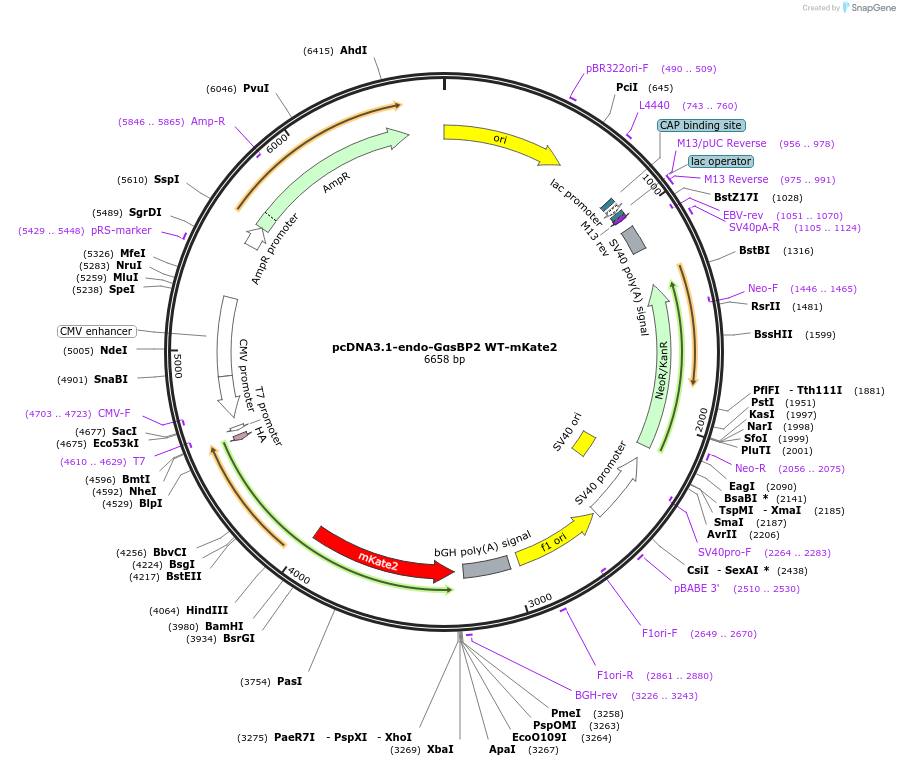 250685-plasmid-map-sequence-id-501486