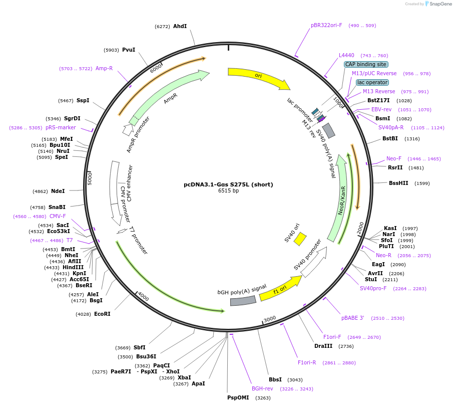 250710-plasmid-map-sequence-id-501490