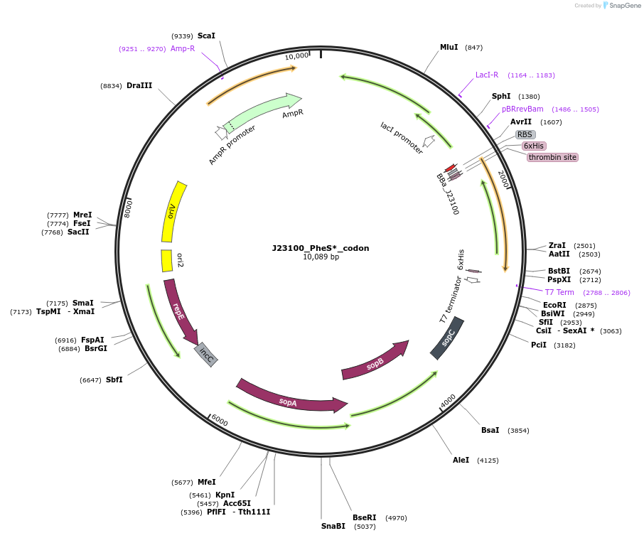 247070-plasmid-map-sequence-id-501598