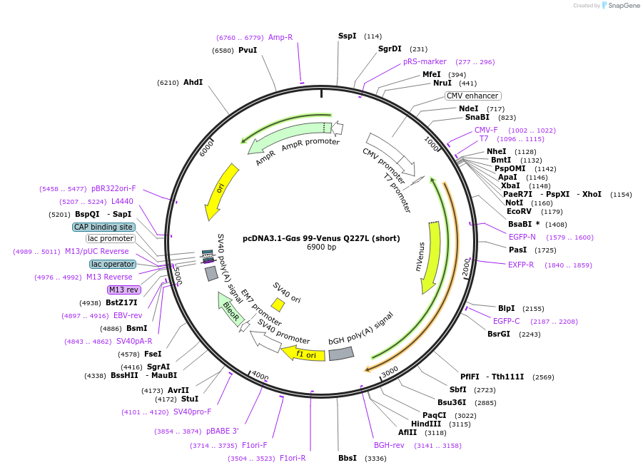 250713-plasmid-map-sequence-id-501599
