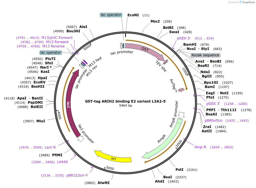248848-plasmid-map-sequence-id-501604