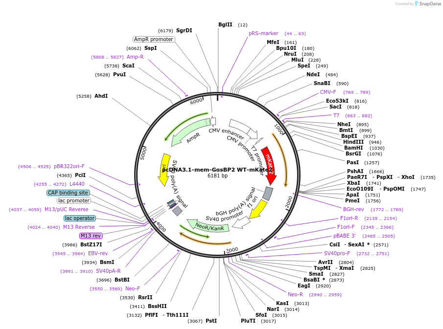 250683-plasmid-map-sequence-id-501614