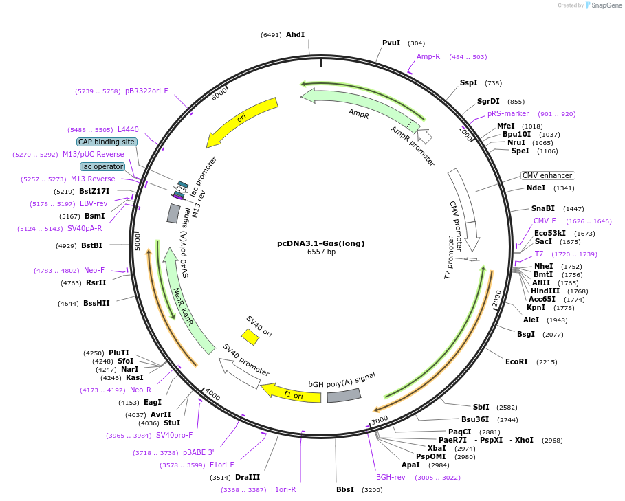 250707-plasmid-map-sequence-id-501617