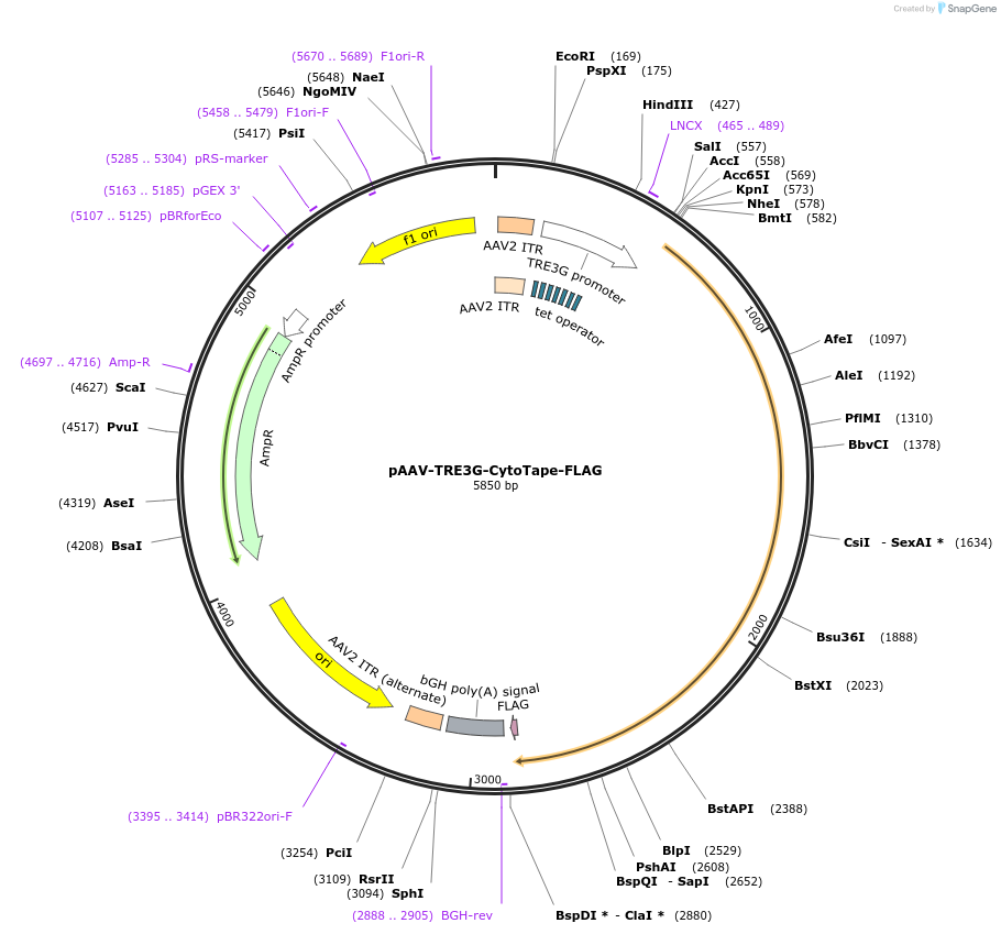 252514-plasmid-map-sequence-id-501624