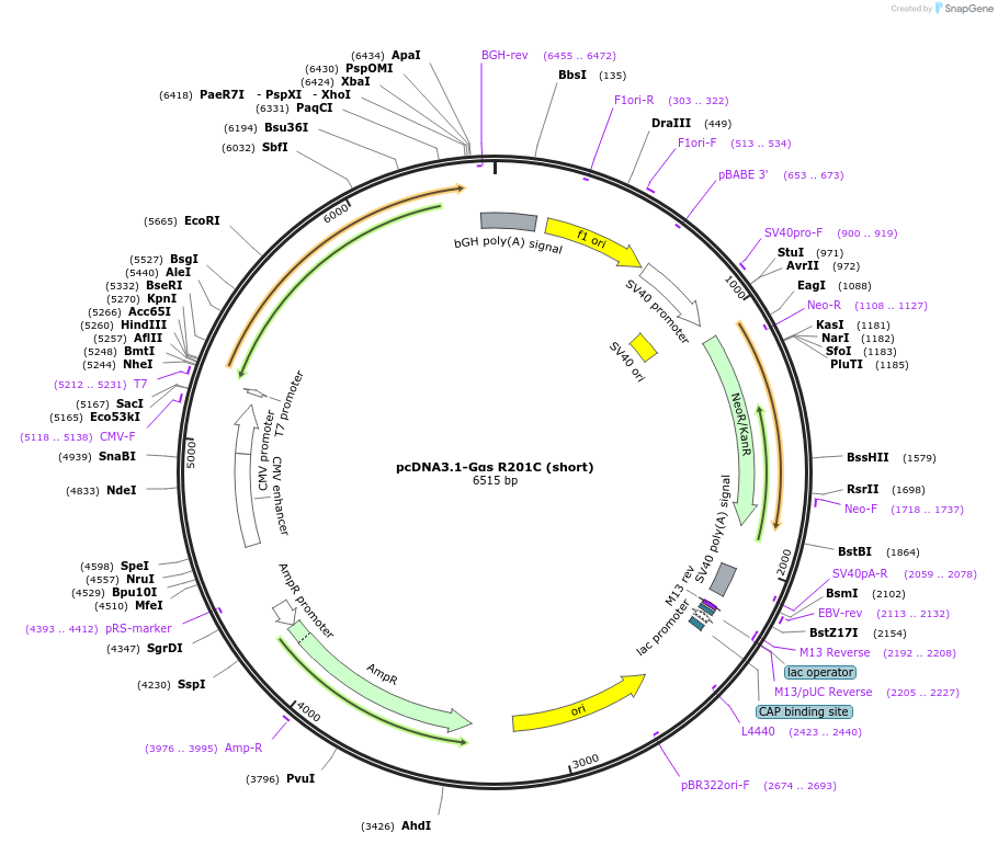 250708-plasmid-map-sequence-id-501629