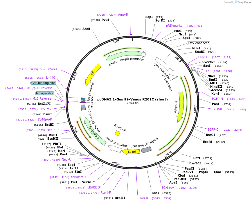 250712-plasmid-map-sequence-id-501634