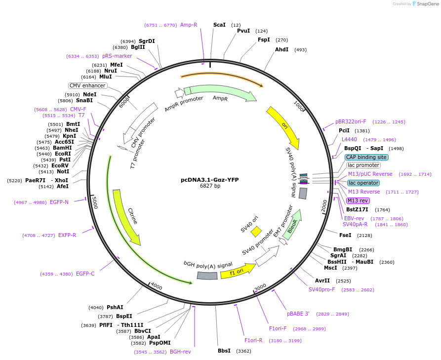 250701-plasmid-map-sequence-id-501639