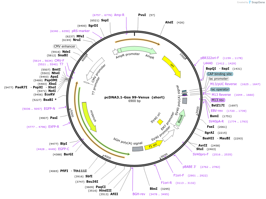 250711-plasmid-map-sequence-id-501643