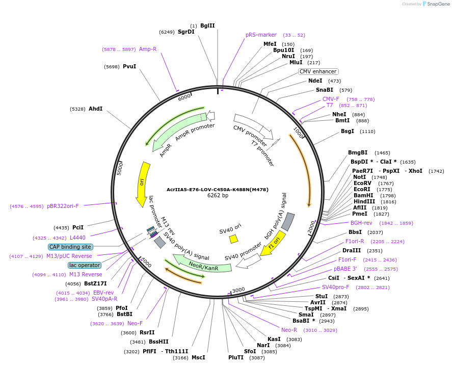 250778-plasmid-map-sequence-id-501649
