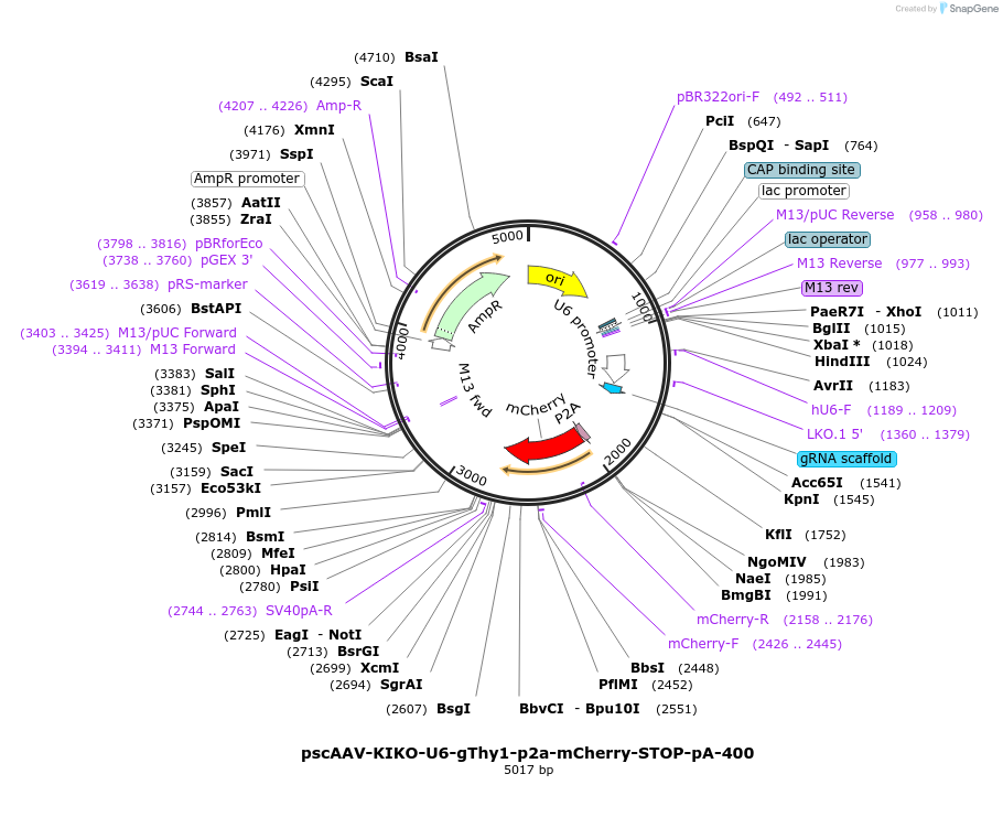 249129-plasmid-map-sequence-id-501656