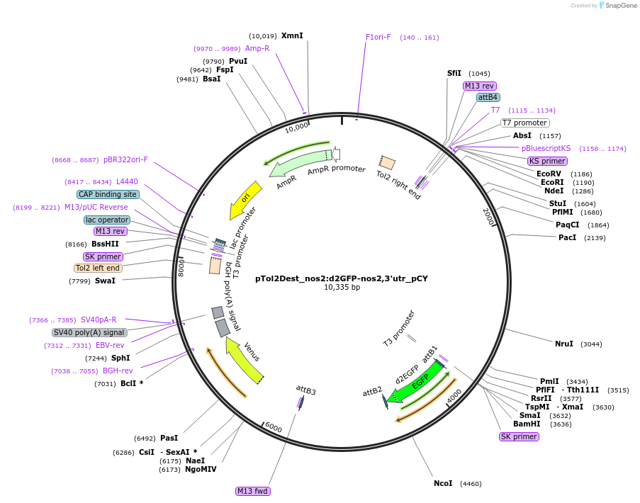 226801-plasmid-map-sequence-id-501674
