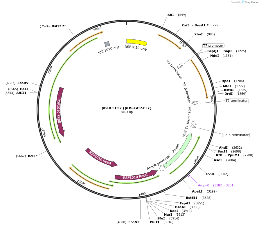251995-plasmid-map-sequence-id-501675