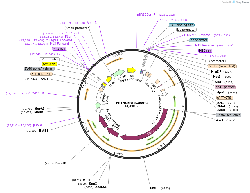 251235-plasmid-map-sequence-id-501684