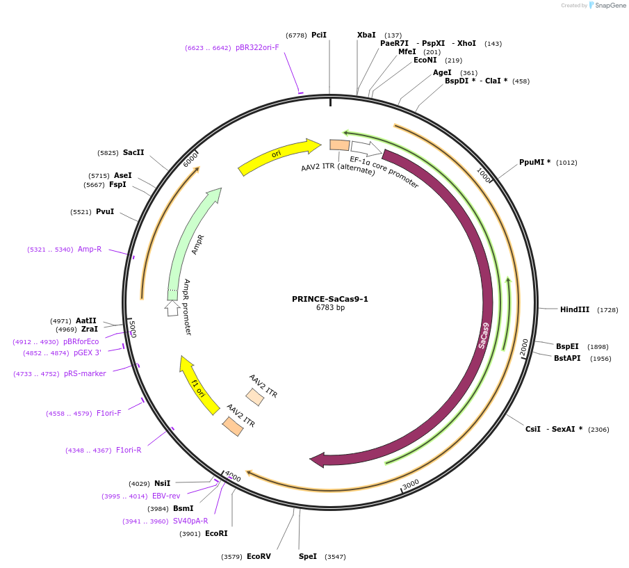 250957-plasmid-map-sequence-id-501685
