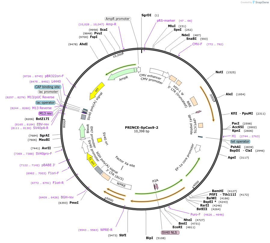 250956-plasmid-map-sequence-id-501686