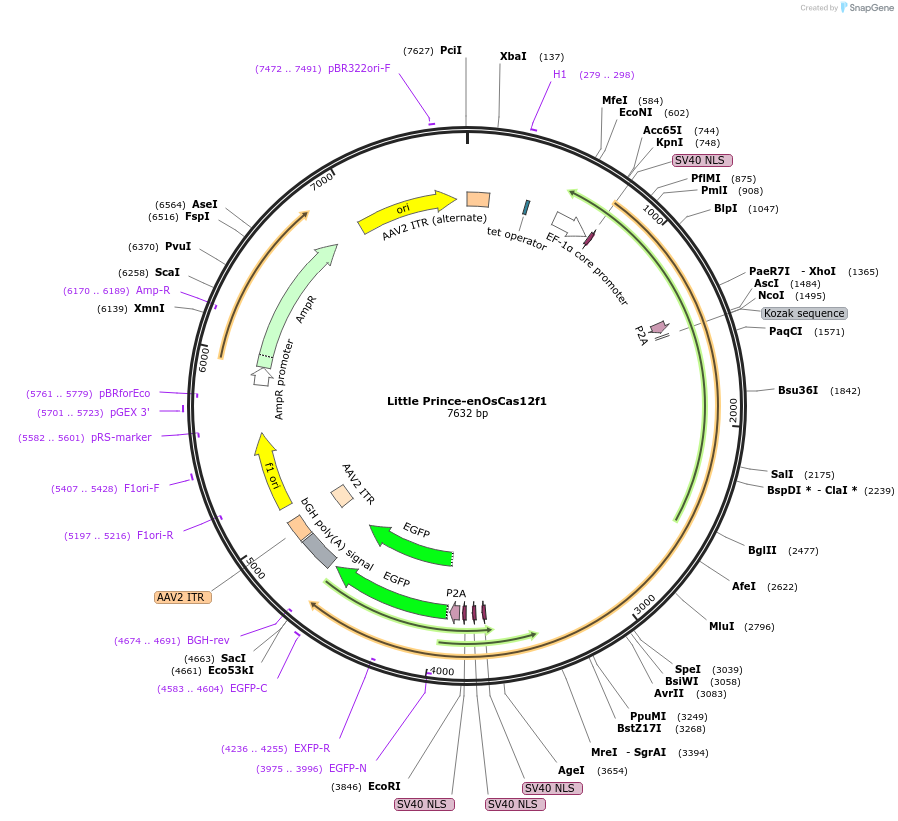 251232-plasmid-map-sequence-id-501687