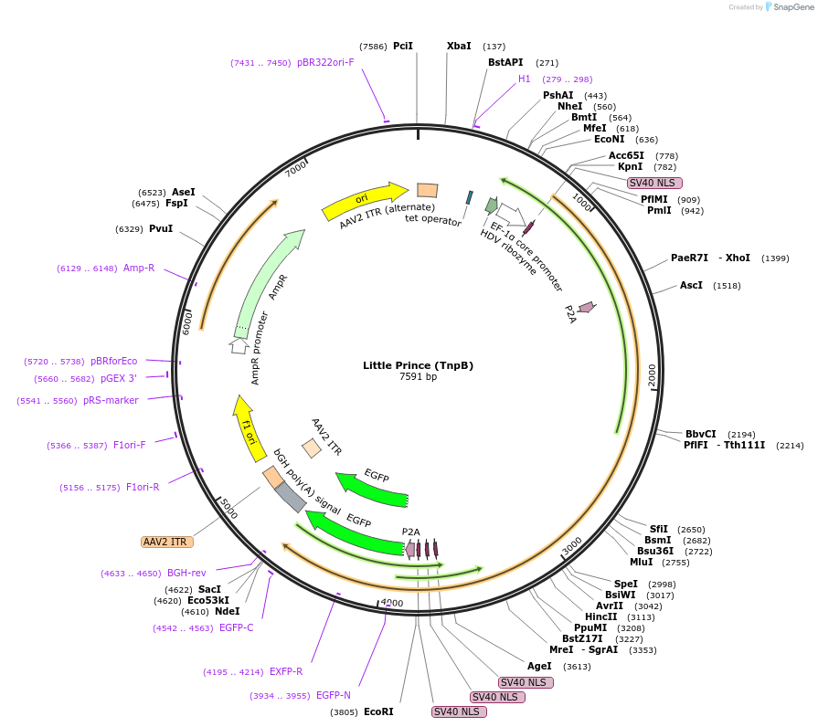 251233-plasmid-map-sequence-id-501690