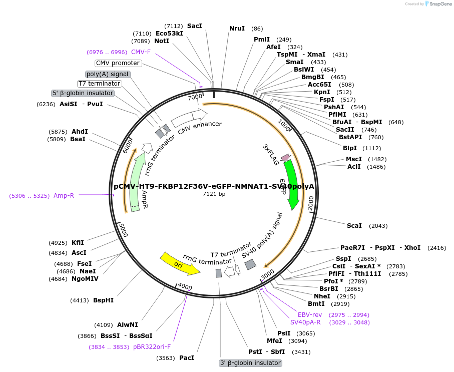 252091-plasmid-map-sequence-id-501699