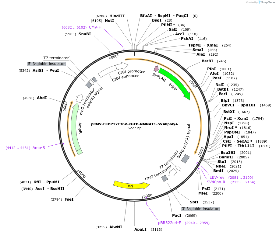 252090-plasmid-map-sequence-id-501700