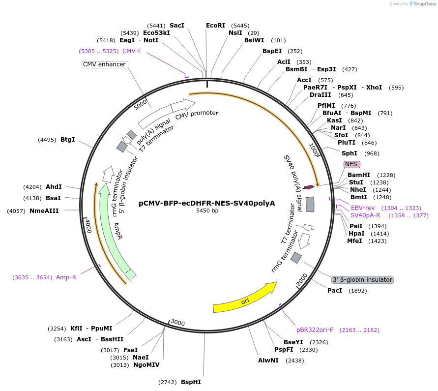 252089-plasmid-map-sequence-id-501701