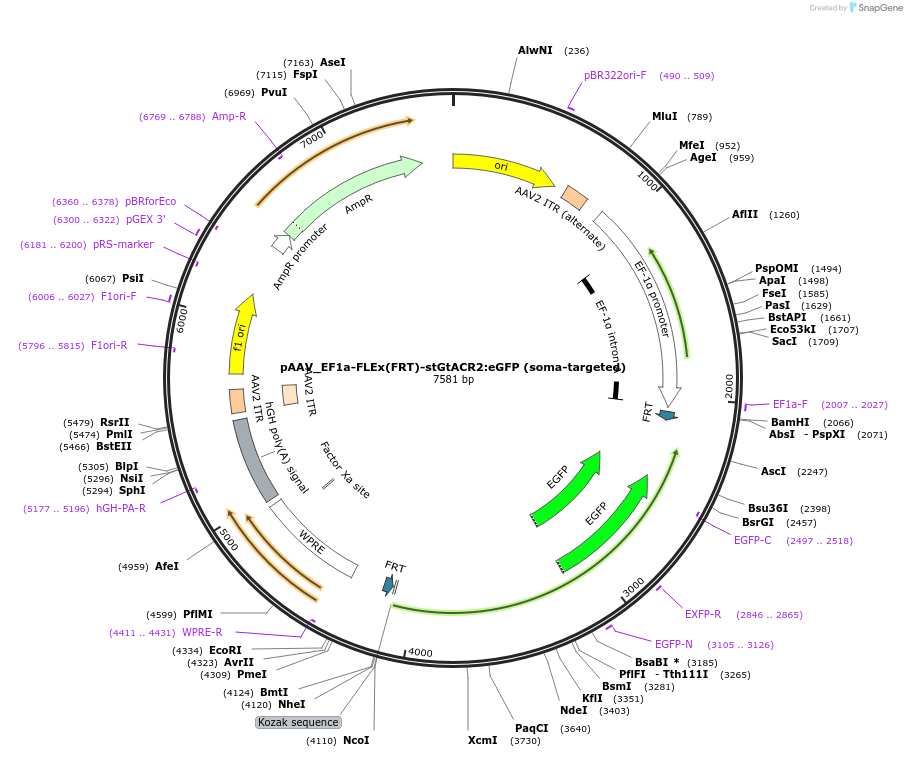 248662-plasmid-map-sequence-id-501704