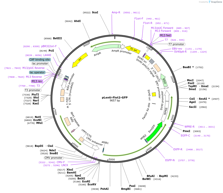252028-plasmid-map-sequence-id-501706